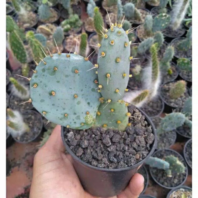 Tanaman hias kaktus opuntia blue