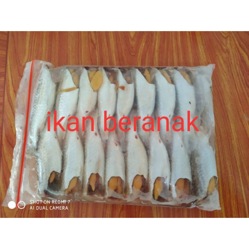 

Ikan Beranak