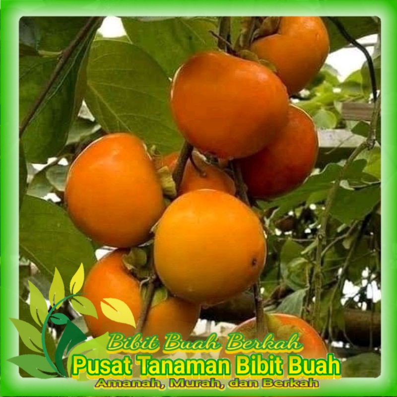 Bibit Kesemek Jepang Import Hasil Cangkok