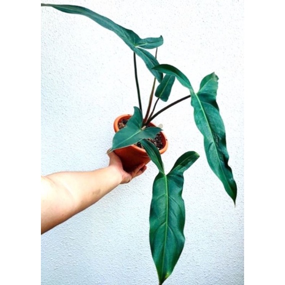 philodendron mexicanum