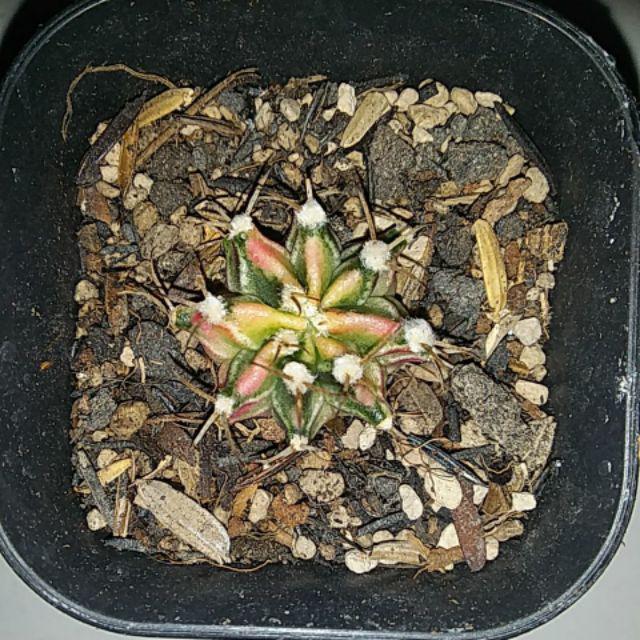 Kaktus Milo Starfire Gymno Gymnocalycium Mihanovichii Miha Var Variegata Indukan