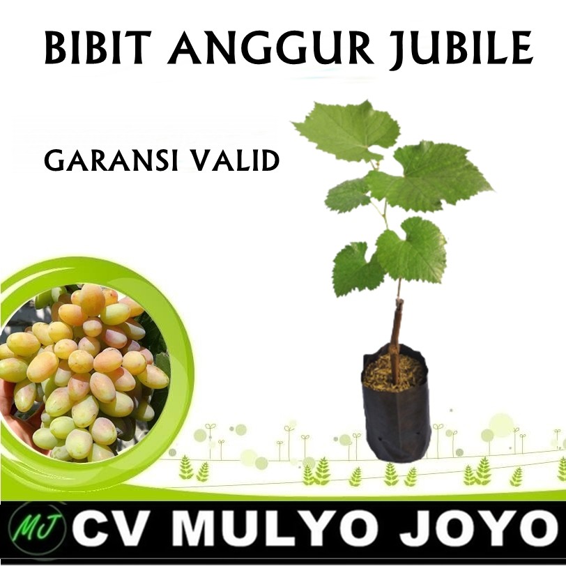Bibit Anggur Import Jenis Jubile - ROOTSTOCK LOKAL