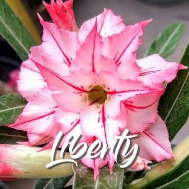 Bunga kamboja jepang