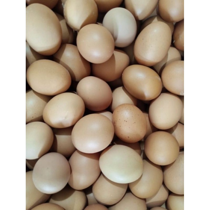 

Ready Telur Ayam Fresh [Bekasi]