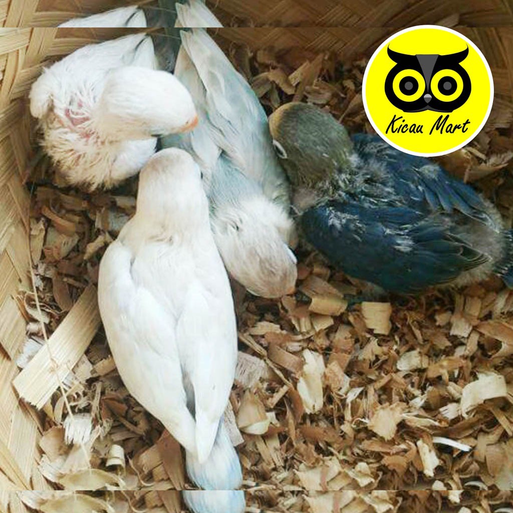 SERBUK KAYU HAMSTER SUGAR GLIDER HALUS SERBUK KAYU ALAS KANDANG BURUNG LANDAK MINI MARMUT KELINCI-3