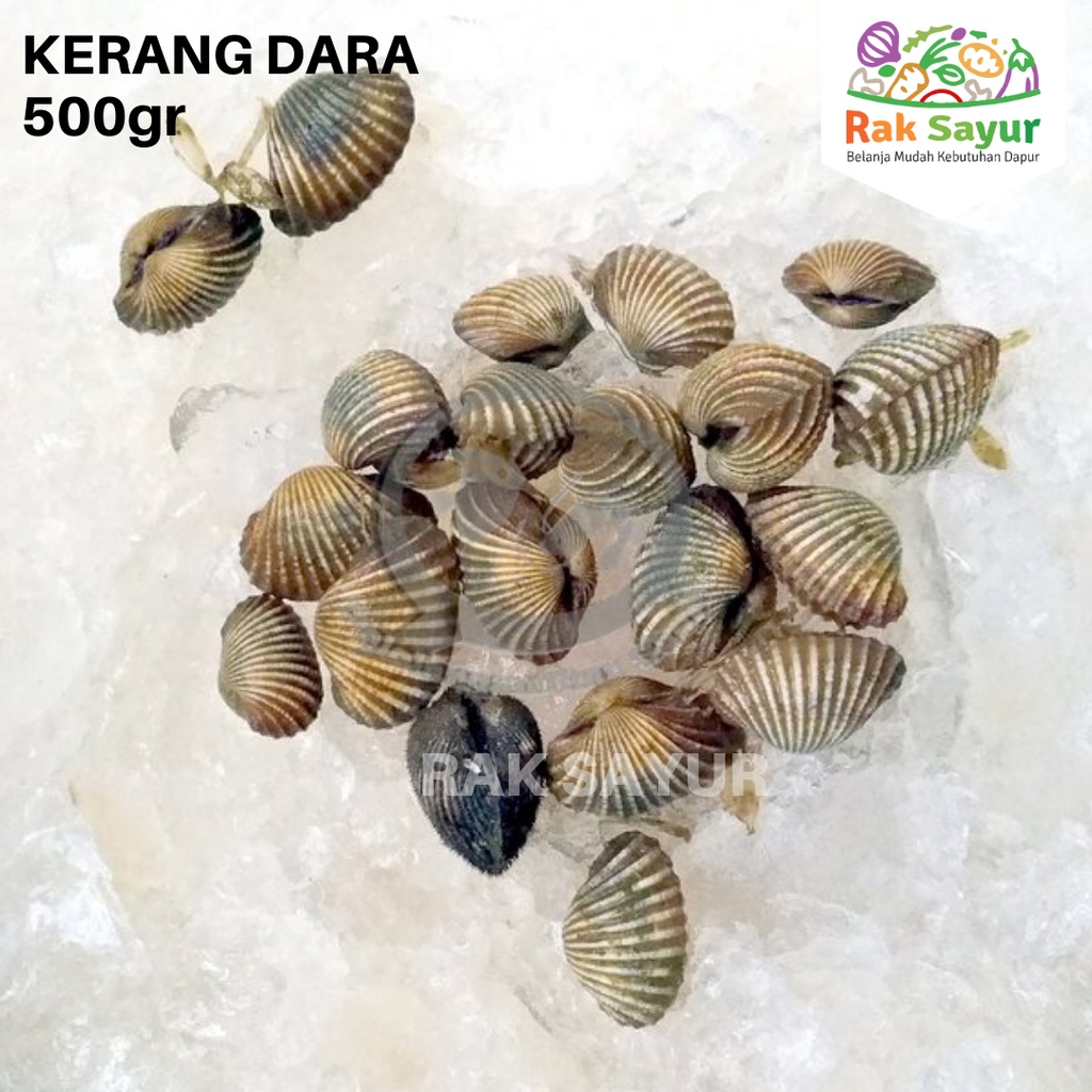 

Kerang Dara 500gr Frozen Seafood Kerang Asam Manis Fresh Rak Sayur Padang