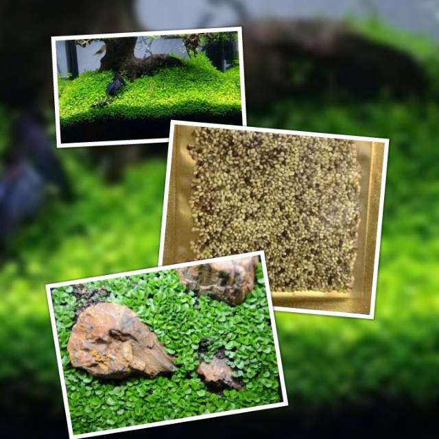 Tanaman Bibit Benih Dwarf Seed Tanaman Carpet Aquascape Shopee