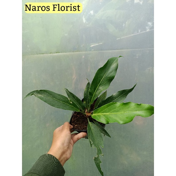 Tanaman Hias Gelombang Cinta