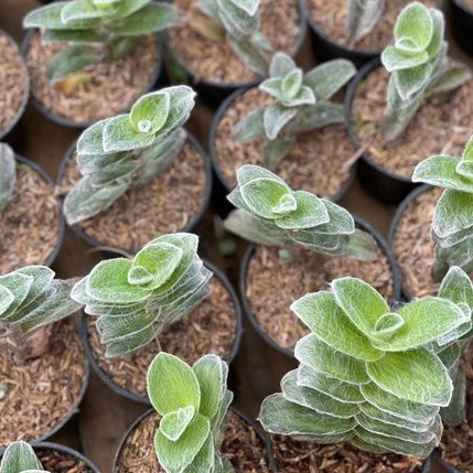 Sukulen Tradescantia Sillamontana