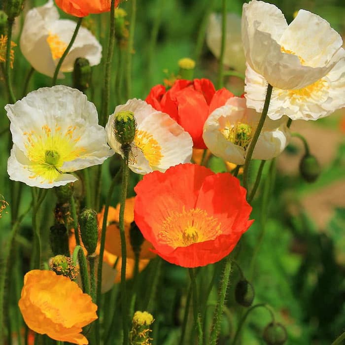 Benih Bibit Biji - Bunga Corn Poppy Mix Iceland Poppy Flower Seeds - IMPORT