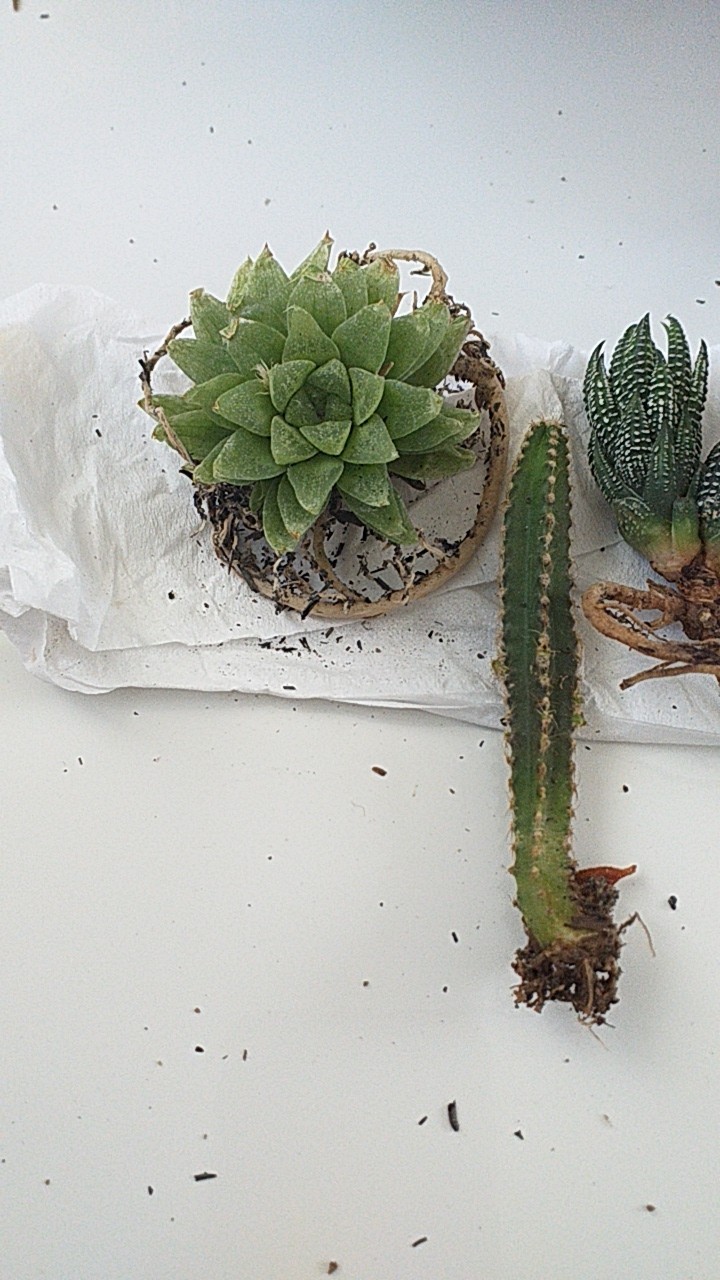 Haworthia Chiang Mhay