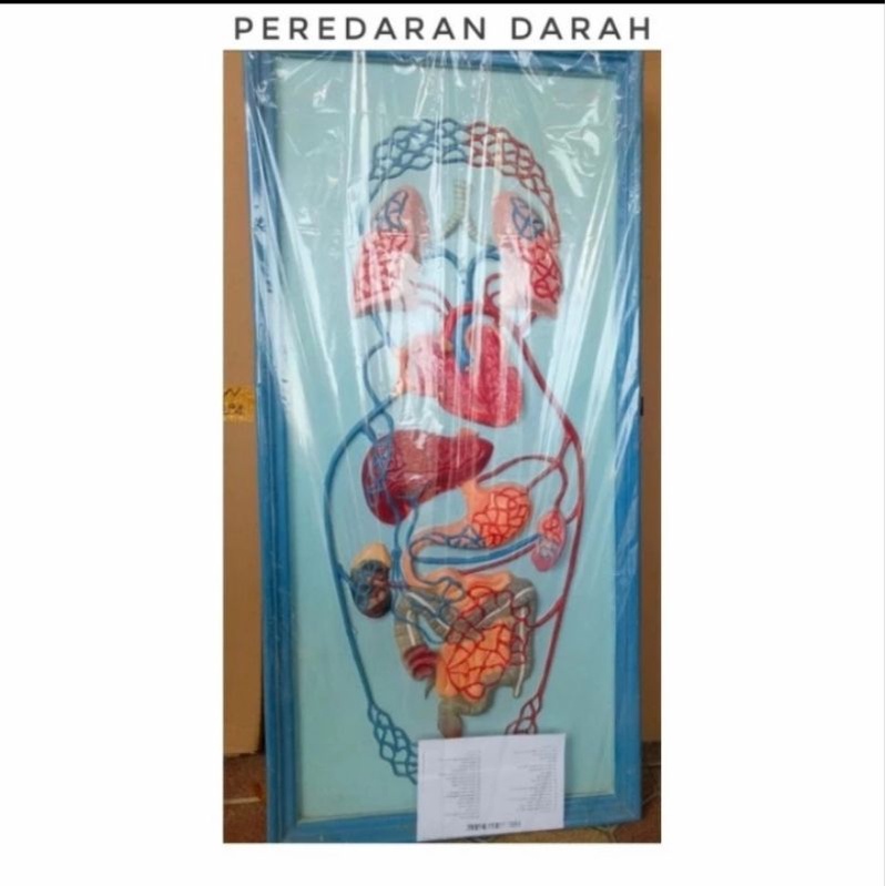 

Alat Peraga IPA Model Penampang Peredaran darah