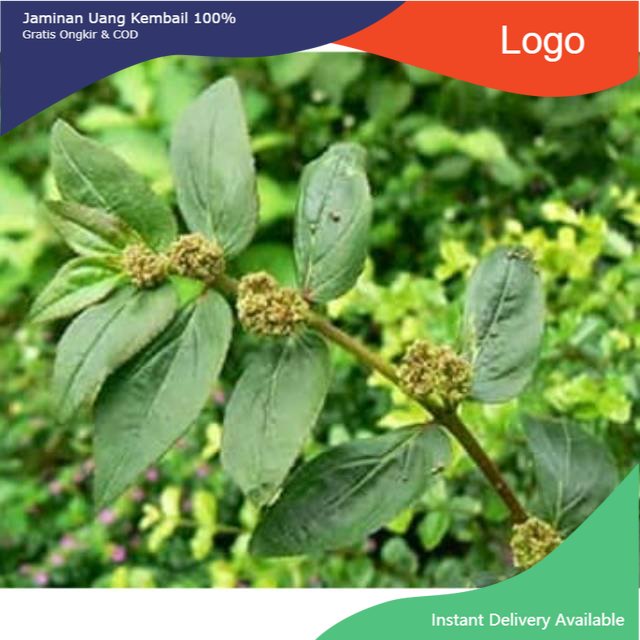 

Promo Daun patikan kebo segar siap ambil ke kebun netto 100gram