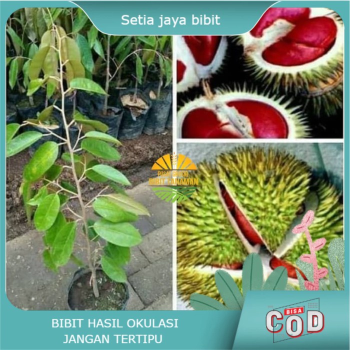 Asli Bibit durian merah super Terlaris