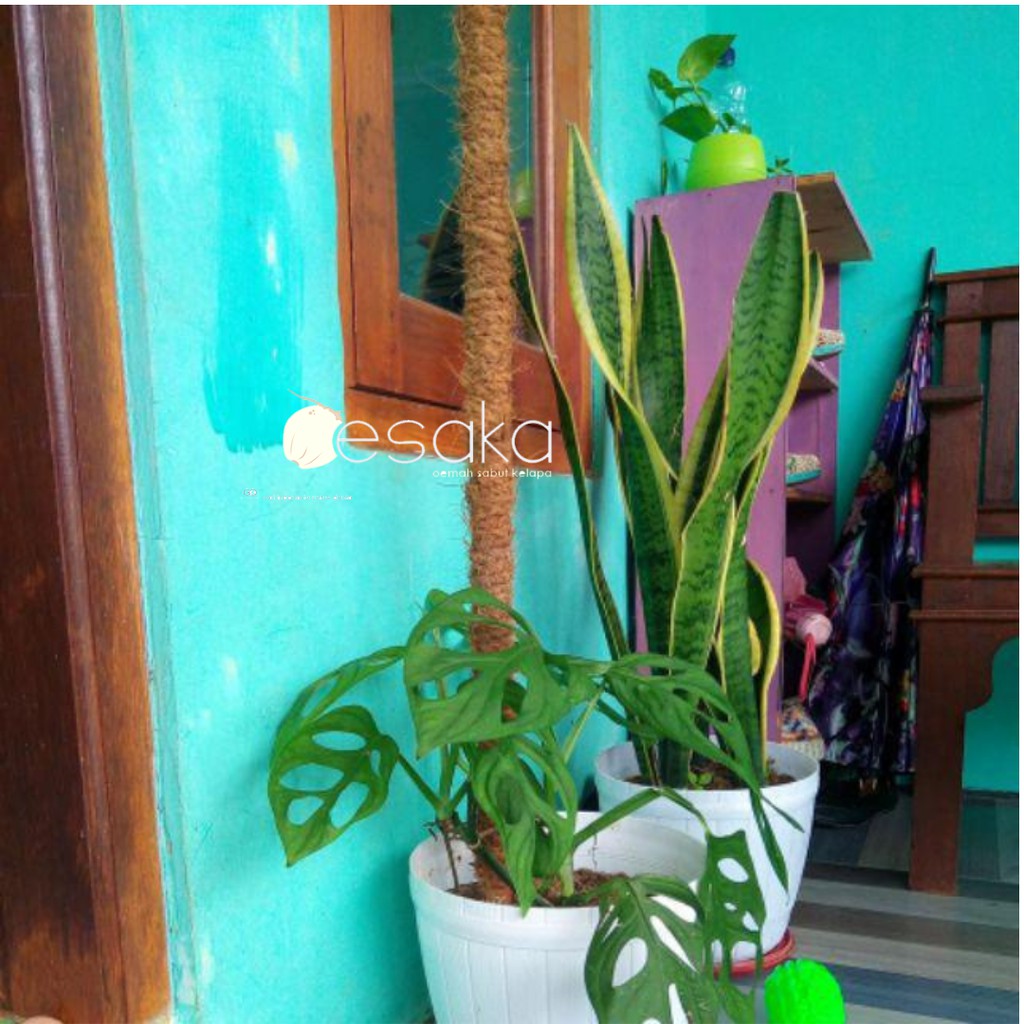 oesaka turus penyangga tanaman | rambatan | stik rambatan | turusan 1 meter | media rambat tanaman