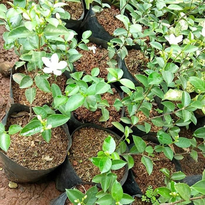 

Bibit Hias Bunga Melati Rambat Harum Wangi
