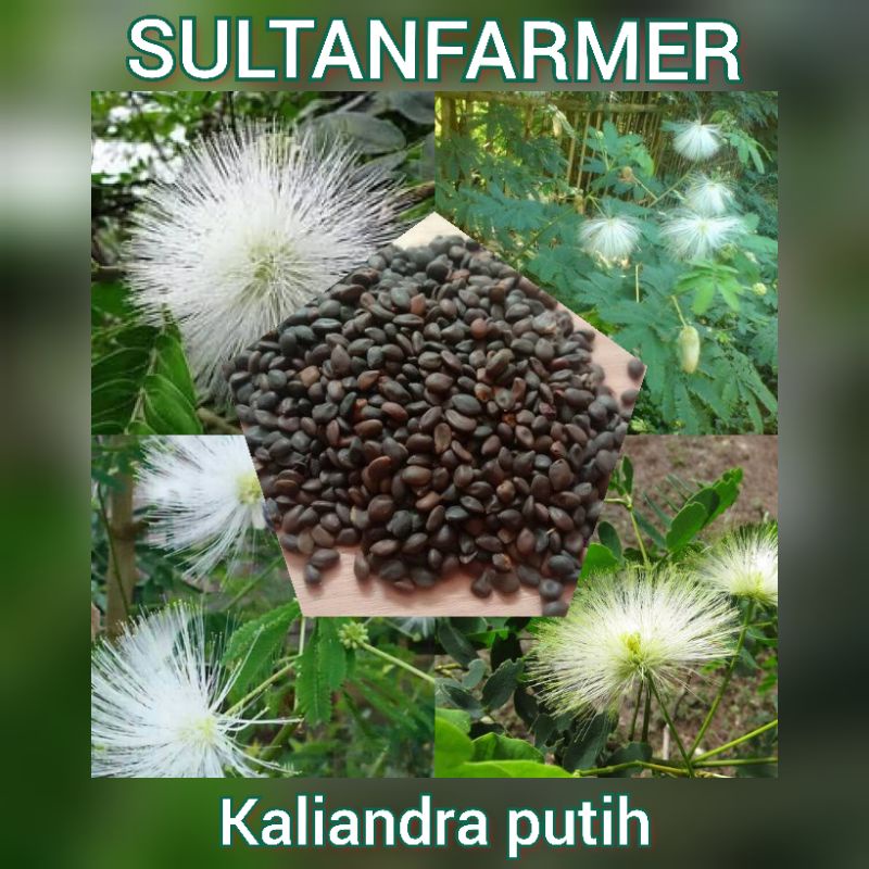 Benih Biji Tanaman kaliandra Putih isi 100 biji