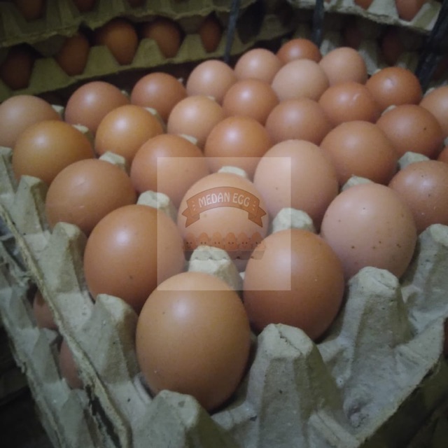 

Telur Ayam Negeri 1 papan isi 30 butir -/+1.8kg