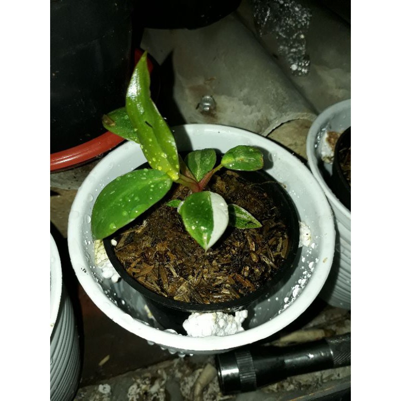 philodendron white knight