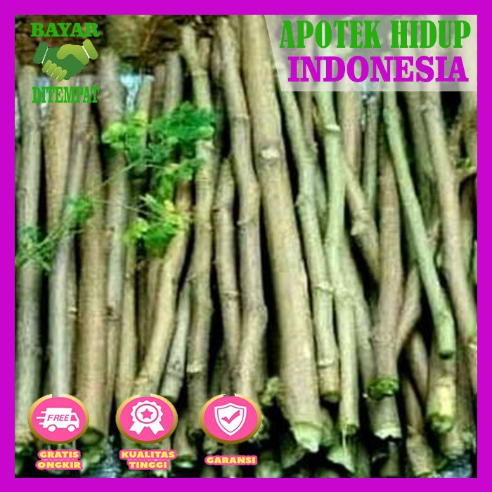 Bibit Stek Kelor - Moringa kelor stek