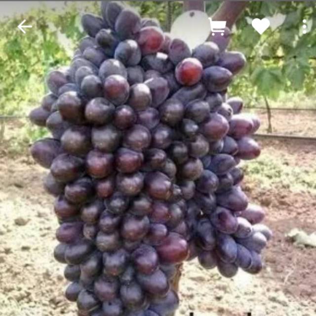 Bibit anggur impor jupiter /anggur impor . Okulasi