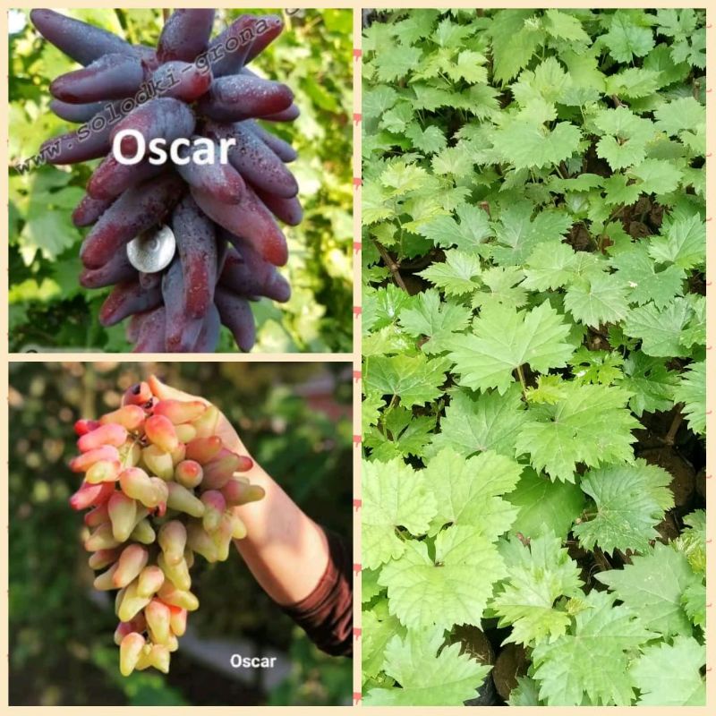 bibit anggur Oscar import (stek batang)