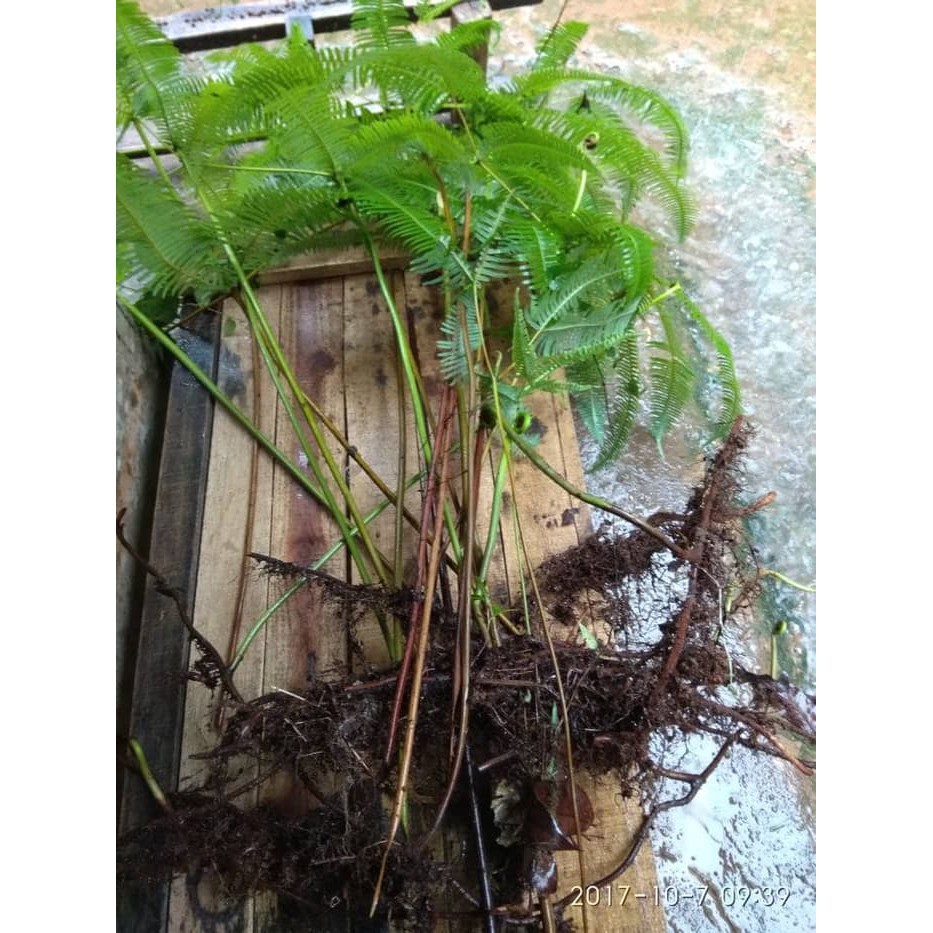 

Bibit Paku andam kayu resam pena kaligrafi Handam