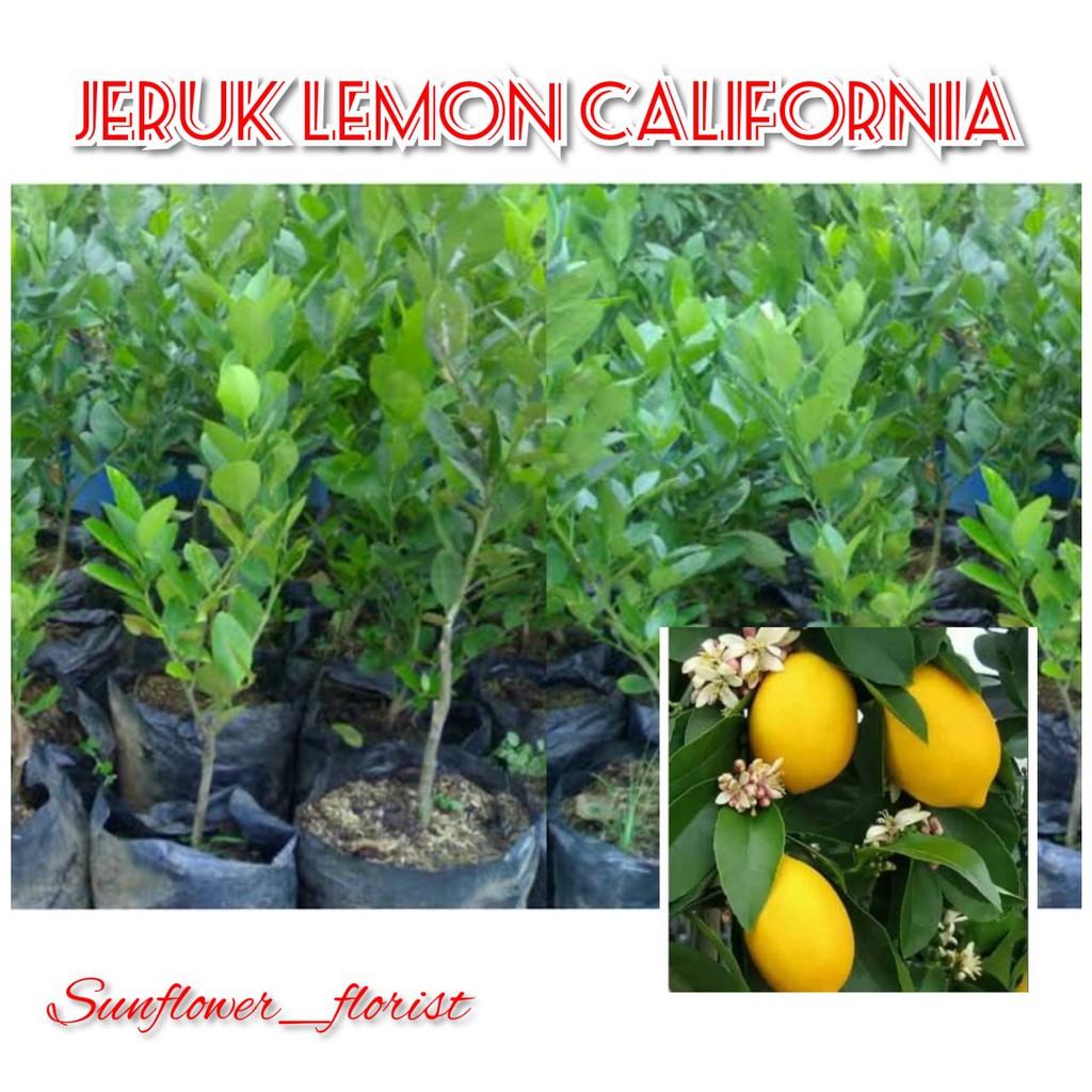 Bibit jeruk lemon california