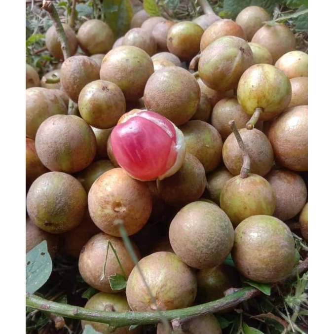 Buah Mundung Pundung Menteng 1KG