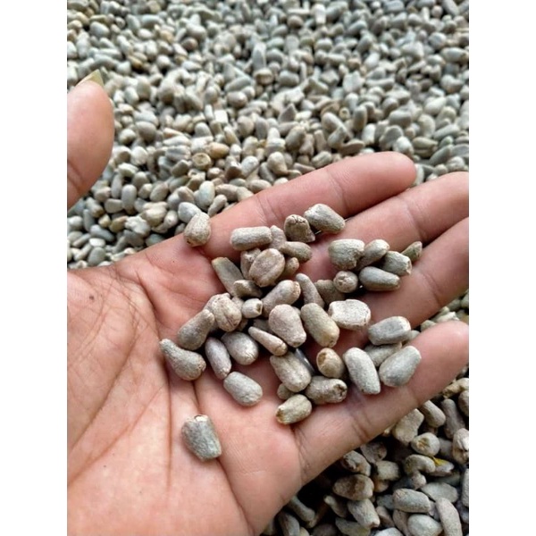 Bibit Biji Bunga Spora Porang 100% Tua, sudah sortir superan isi 5rb-8rb perKg| READY 20 KG