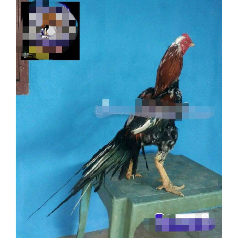 telur ayam bangkok ekor lidi original