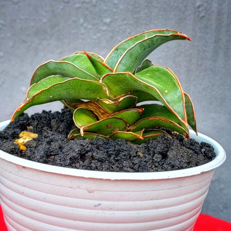 Sansivera Lavranos 23295 Varigata Irit