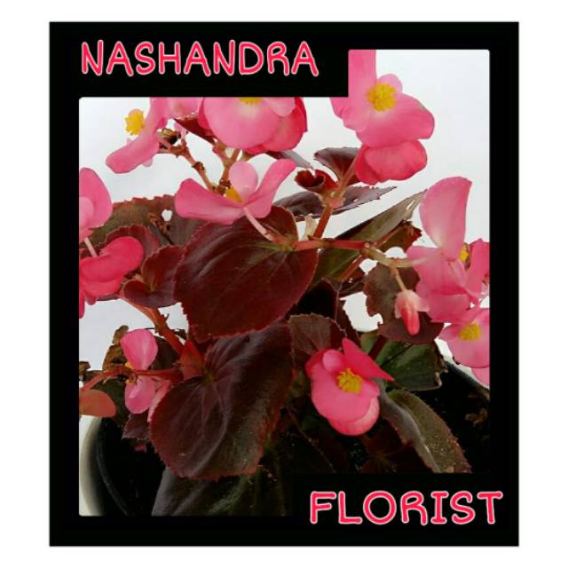 Tanaman Hias Bunga Begonia Obliqua Pink Free 1pcs Bunga Melati