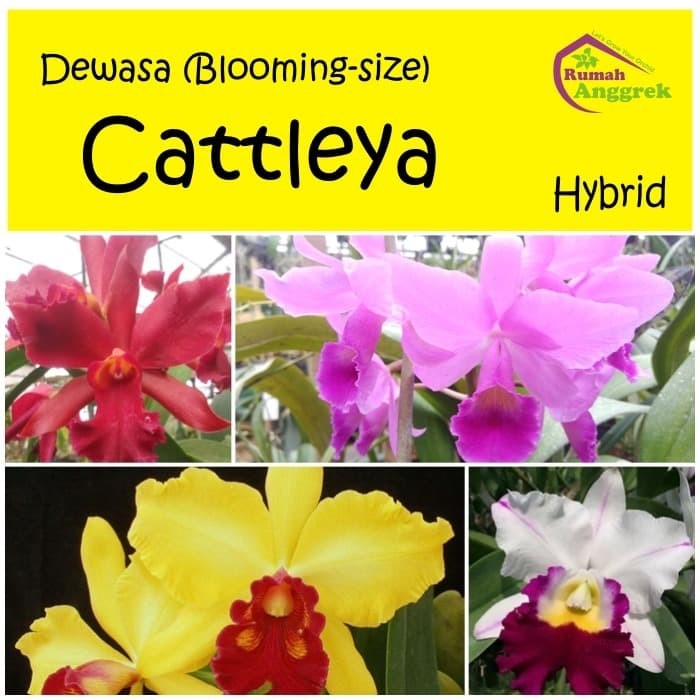 NEW Cattleya Hybrid Dewasa brassavola bibit bunga anggrek hibrida persilan