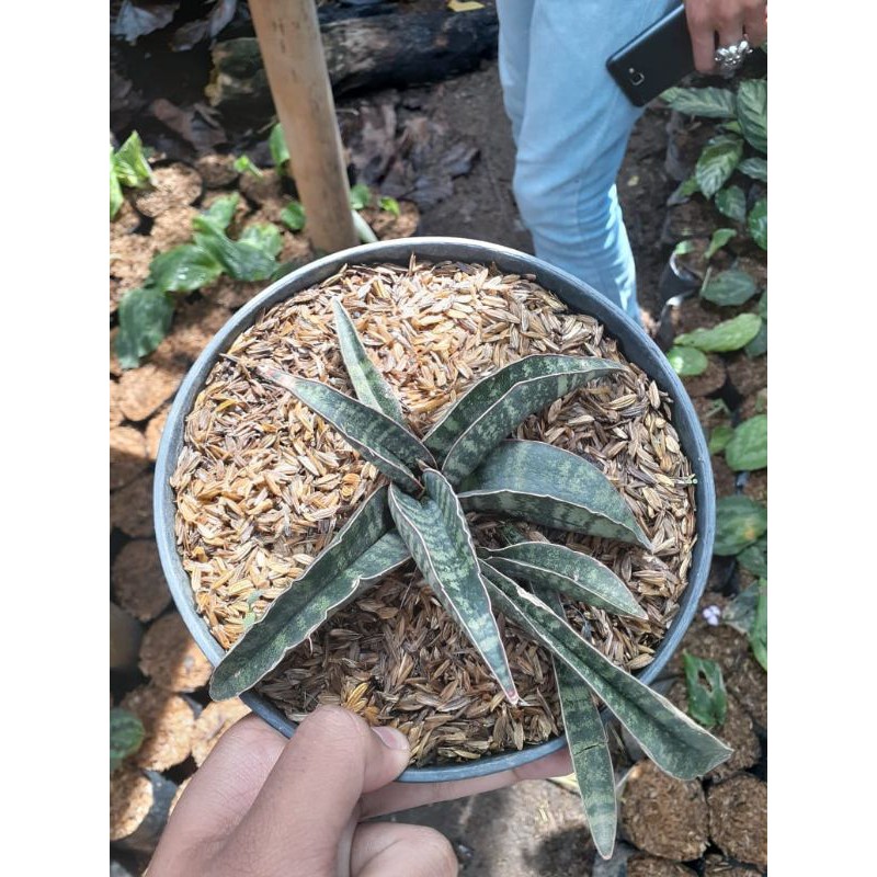 tanaman hias sensipera kukubima