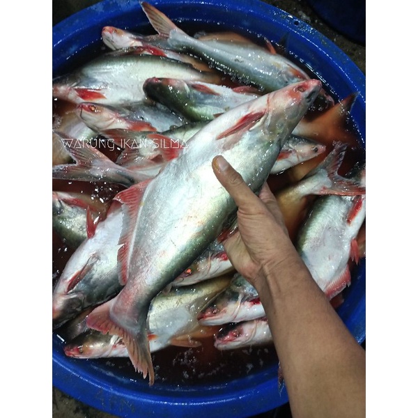 

ikan patin segar patin merah(patin madu)