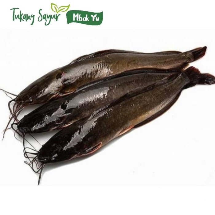 

Ikan lele segar 500gr