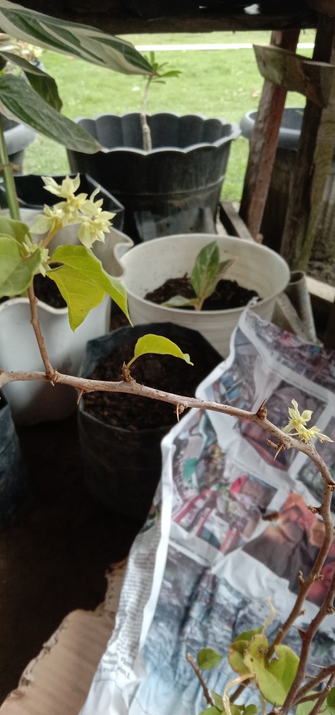 Tanaman Hias Bunga Bougenville / Bugenville / Bunga Kertas Id Hawai Cherry Blossom Bibit Original