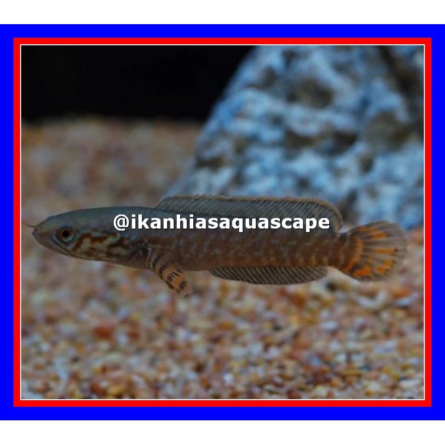 Ikan Chana Bleheri - Channa bleheri - Channa Blehery - Channa Bleheri Rainbow - Chana Bleheri Murah