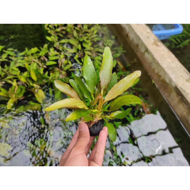 echinodorus red special tanaman aquascape