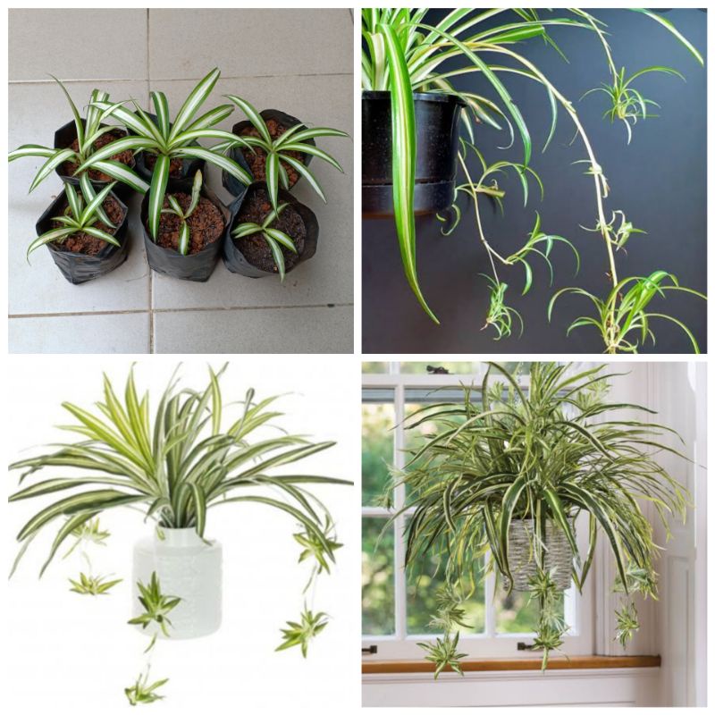 Spider Plant Tumbuhan Hias Hidup Gantung Menjuntai Bunga Lili Paris