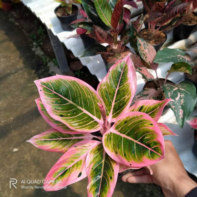 Aglonema Lotus - Aglonema - pohon aglonema sudah sama pot