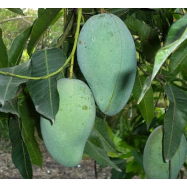 

bibit mangga gadung 3 bit