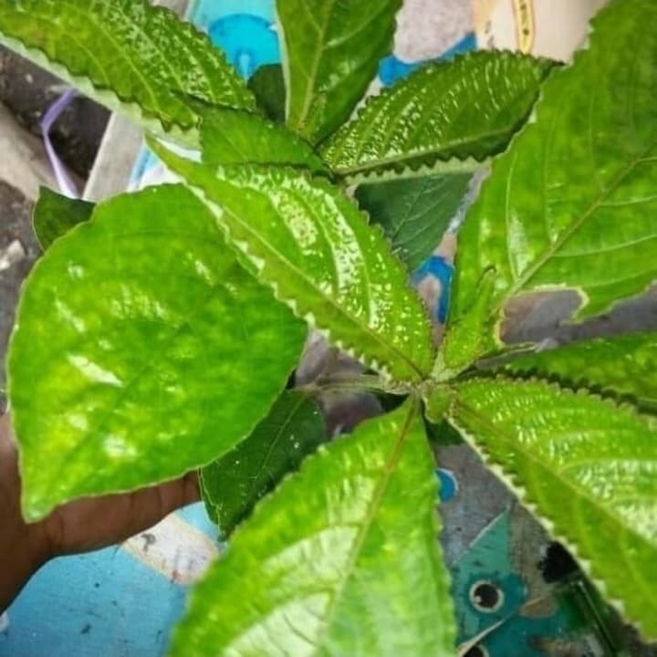 Daun keci beling / Keji Beling / pecah beling (per 10 lembar) Anti diabetes Kanker Batu ginjal