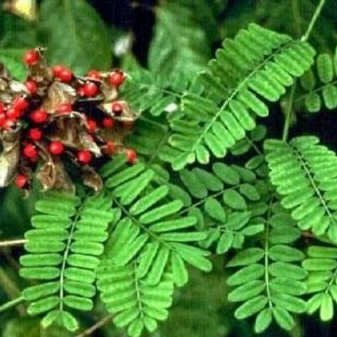 Daun Saga Rambat, Daun Telik, Daun Saga Manis, Daun Saga Segar per 100 gram