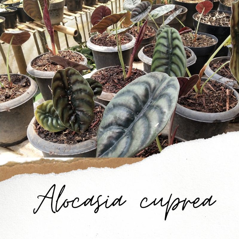keladi tengkorak/alocasia cuprea