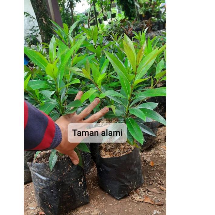 Fyp on⚡ TERBARU  bunga santos lemon ( tinggi 50 cm -+ ) tanaman hias bunga santos lemon kuning #PRIC