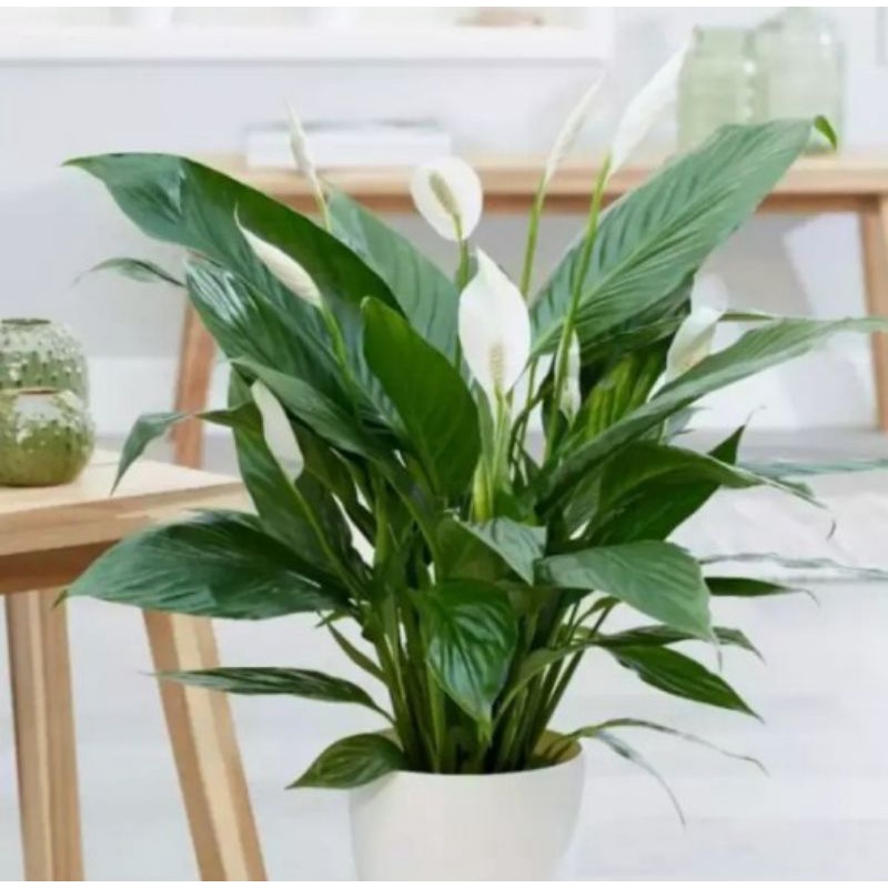 tanaman hias peace Lily - tanaman sepatu filum peace lily