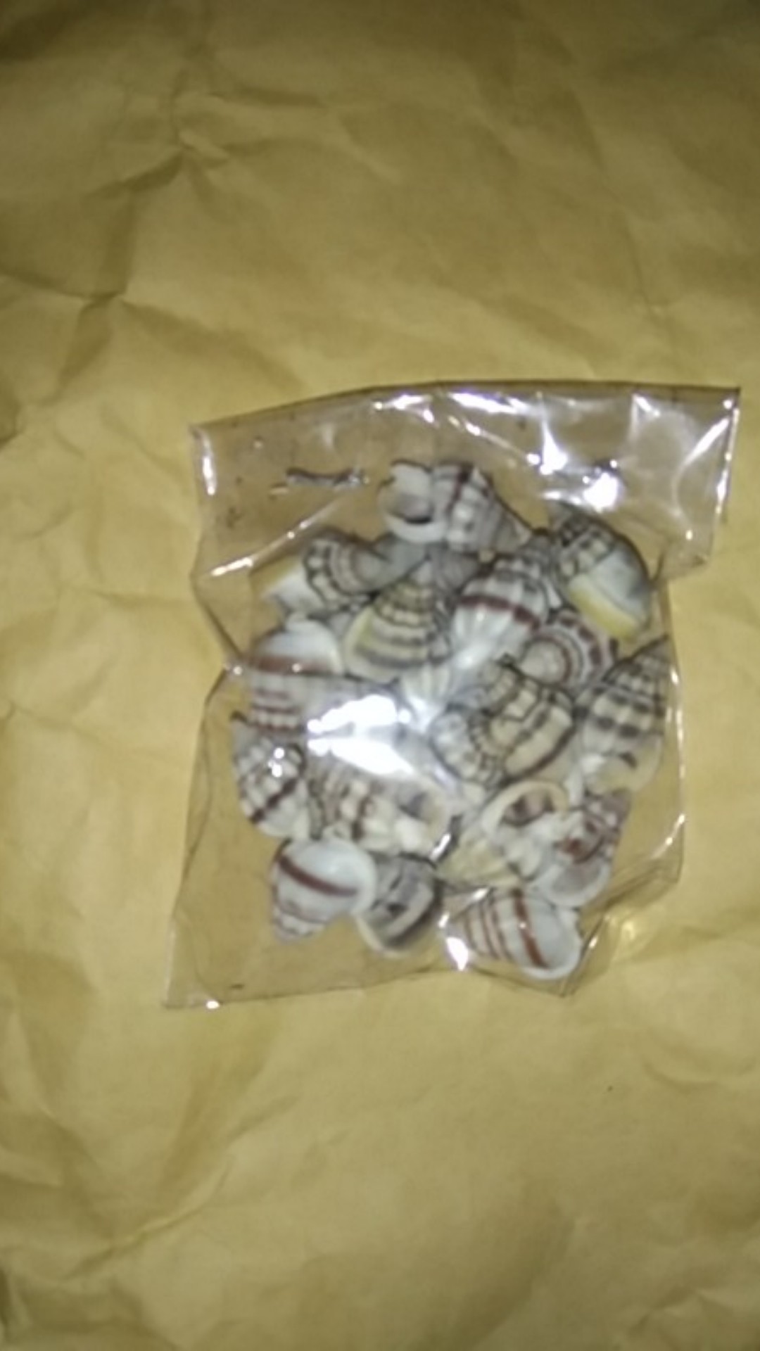 -+50-75pcs Kulit Kerang Ice Putih Isi 15gram - Kulit Kerang Craft