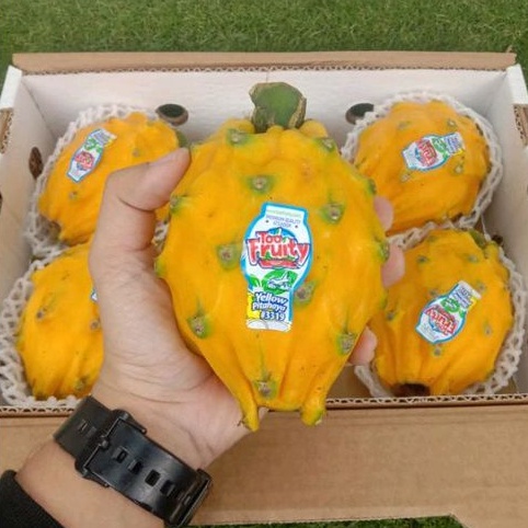 

NAGA KUNING EKUADOR FRESH IMPORT / 1 DUS